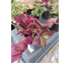 Традесканція кімнатна Tradescantia Zebrina PURPUSII
